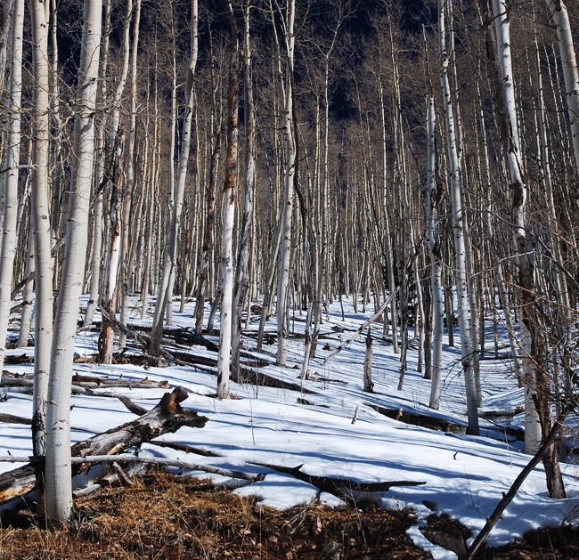 Aspens