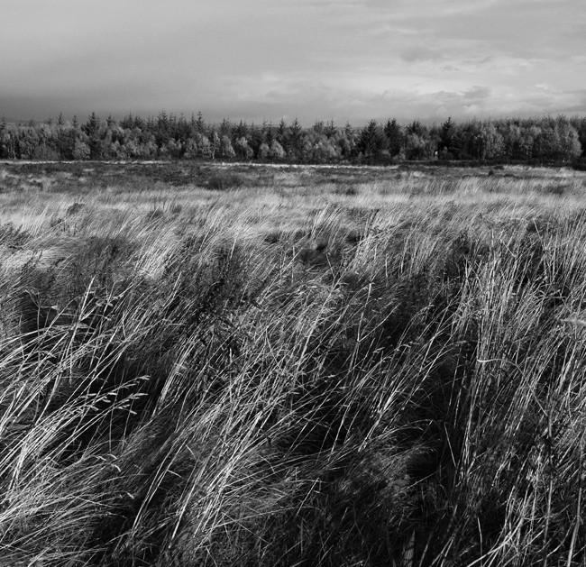 Field in Black and White