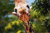Giraffe