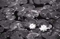 Lily Pads