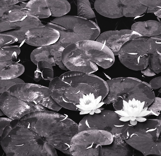 Lily Pads