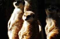Meerkats